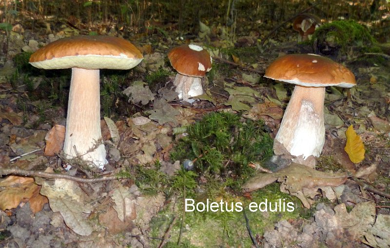 Boletus edulis-amf371.jpg - Boletus edulis ; Syn1: Boletus bulbosus ; Syn2: Tubiporus esculentus ; Nom français: Cèpe de Bordeaux
